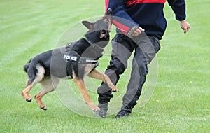 Alsatian Police Dog.
