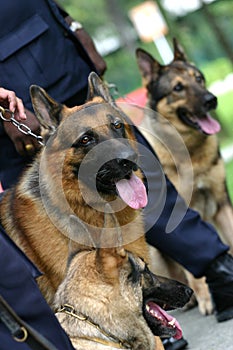 Alsatian police dogs