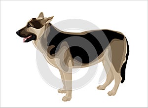 Alsatian shepherd