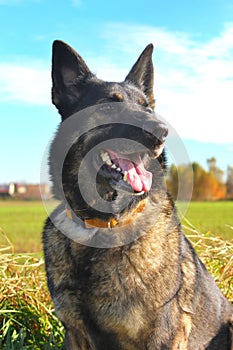 Alsatian shepherd in the fields