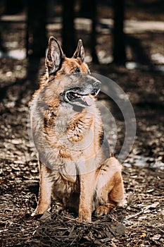 Alsatian Wolf Dog Or Black German Shepherd Dog Sit On Dry Grass In Autumn Forest. Deutscher Dog. Playful Pet Outdoors
