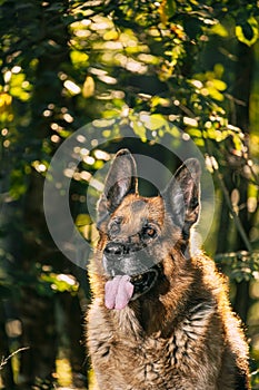 Alsatian Wolf Dog Sitting In Green Summer Park forest. Brown German Shepherd Dog Close Up Portrait. German Shepherd, a