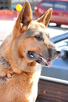 Alsation or German Shepherd dog