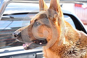 Alsation or German Shepherd dog