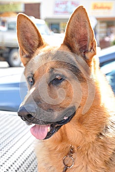 Alsation or German Shepherd dog