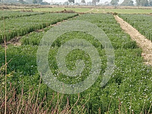 Alsi crop growing in field in India