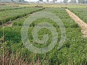 Alsi crop growing in field in India photo
