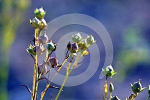 Alsi Plants With Bud in Field.