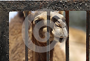 Also camels are happy about visiting