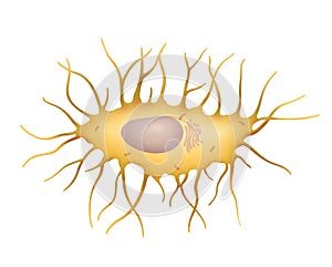 Osteocyte. Bone cell illustration isolated