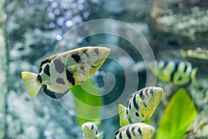 Toxotes chatareus in aquarium fish tank photo