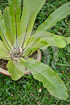 Asplenium nidus. photo