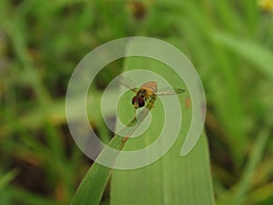 Toxomerus marginatus photo