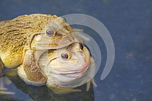 Also known as the Common Water Frog , sits on wood. Edible frogs are hybrids of pool frogs and marsh frogs.