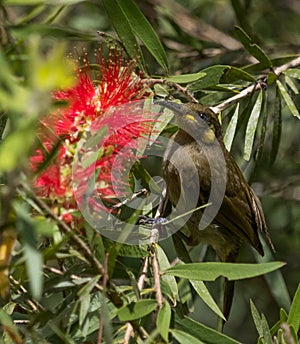 Yellow Spotted Honeyeater in Australia