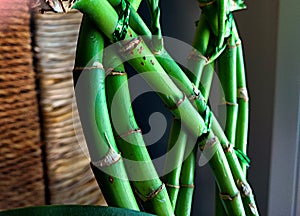 Miniature bamboo plant