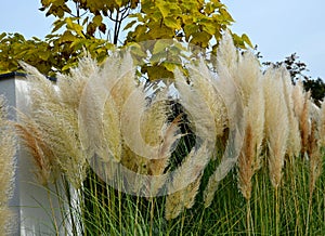 also known as pampas grass or pampas dicotyledon