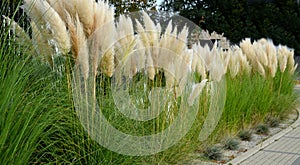 also known as pampas grass or pampas dicotyledon