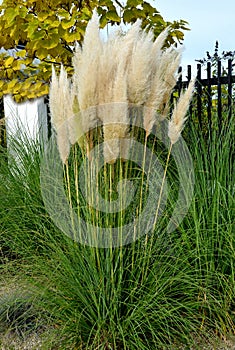also known as pampas grass or pampas dicotyledon