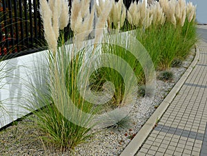 also known as pampas grass or pampas dicotyledon