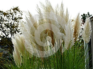 also known as pampas grass or pampas dicotyledon, is a sturdy perennial