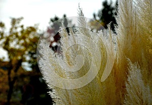 also known as pampas grass or pampas dicotyledon, is a sturdy perennial