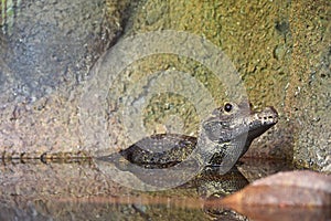 Nano coccodrillo sta riposando metà da corpo sommerso Acqua mentre cercando affilato lente 