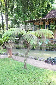 Alsophila spinulosa, also known as the flying spider-monkey tree fern