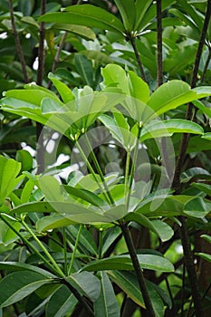 Alstonia scholaris also called blackboard tree,  devil`s tree, pule, kayu gabus, lame, lamo, pule, jelutung leaves with a natura photo