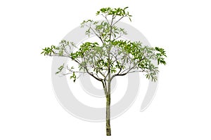 Alstonia scholaris (Apocynaceae), commonly called Blackboard tree, Indian devil tree, Ditabark, Milkwood pine, White