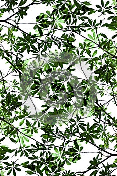 Alstonia scholaris leaf