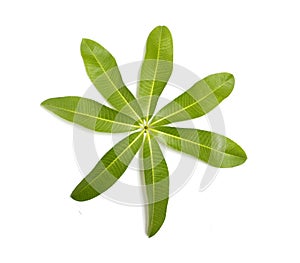 Alstonia scholaris Leaf