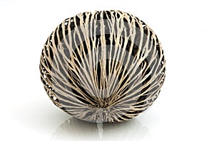 Alstonia scholaris seed