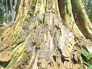 ALSTONIA SCHOLARIS TREE