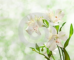 Alstroemeria