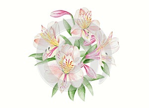 Alstroemeria