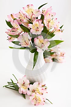 Alstroemeria