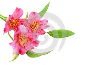 Alstroemeria