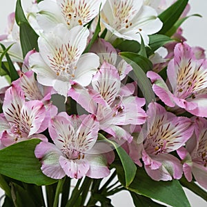 Alstroemeria aurea  Peruvian Lily  native to the Americas