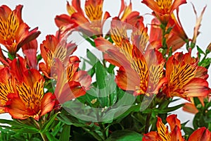 Alstroemeria aurea, or Peruvian Lily, native to the Americas