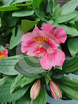 alstroemeria aurea, peruvian-lily, pink flowers