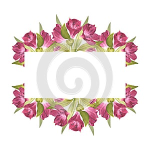 Alstroemeria. Beautiful Peruvian Lilly. Horizontal frame of pink flowers. For background design, invitations. Watercolor
