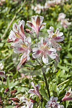 Alstroemeria `Blushing Bride`