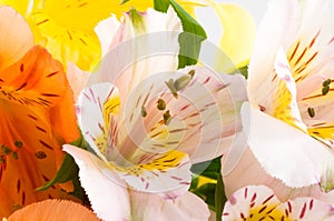 Alstroemeria/ Flower