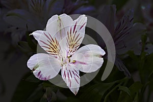 Alstroemeria flower aginst dark background