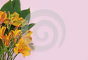 Alstroemeria flower on a colored background fragility