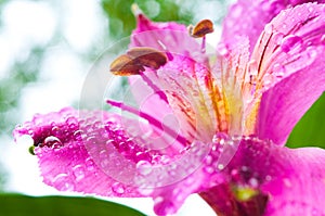 Alstroemeria/ Flower and drop dew photo