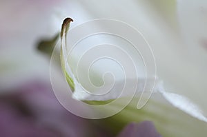 Alstroemeria flower fragment, macro shot