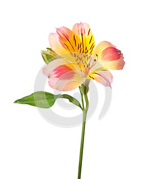 Alstroemeria flower photo