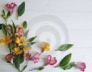 Alstroemeria flower nature fragility, bloomingon a white wooden background